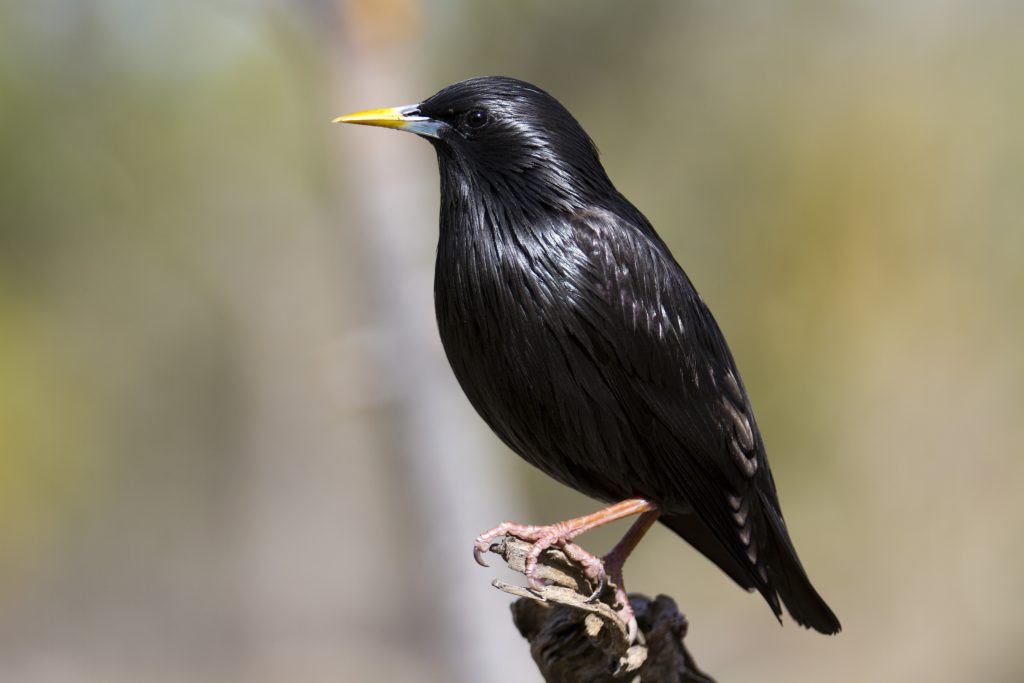 埃斯托尼诺黑人。Fotografía facilitada por SEO/BirdLife公司