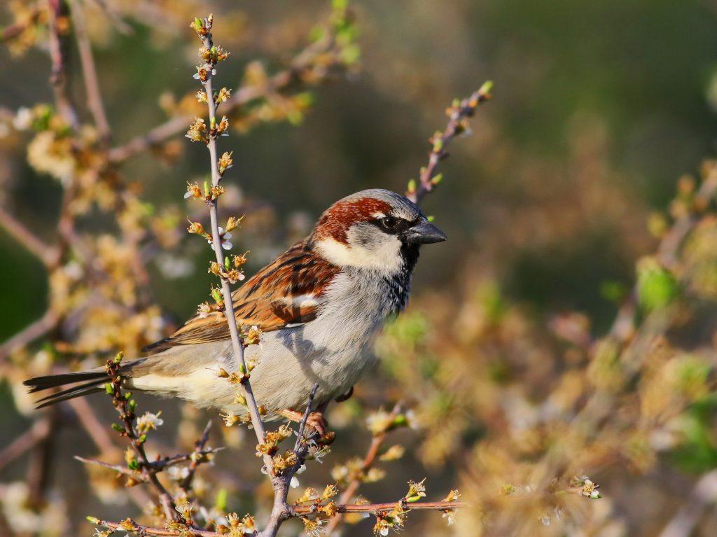 Gorrión公司。Fotografía facilitada por SEO/BirdLife公司